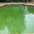 Green Pool After Rain 70x70